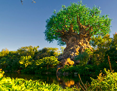 Disney’s Animal Kingdom Theme Park